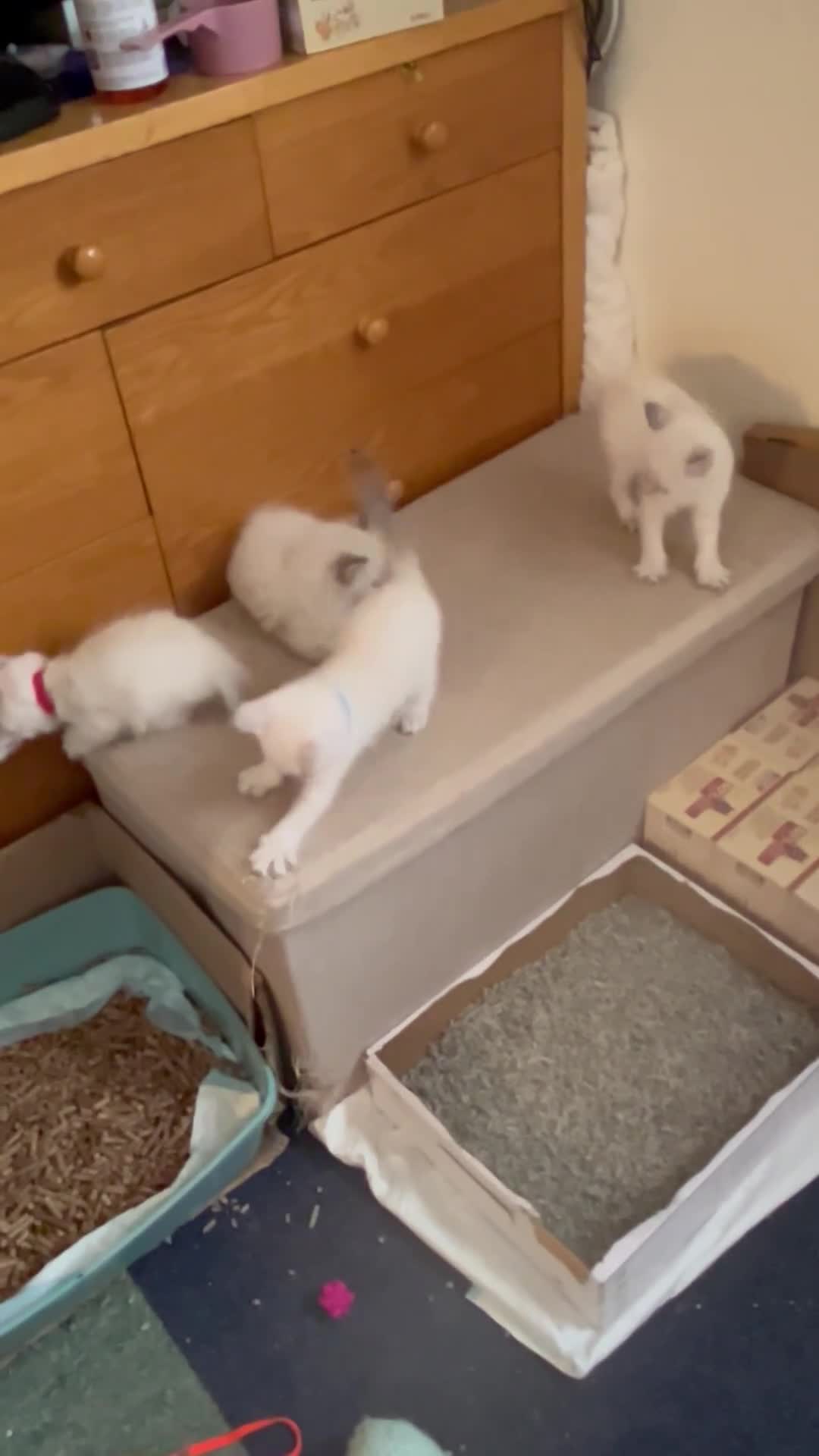 Mixed Breed cats for sale: Kittens for sale!  - Video 1
