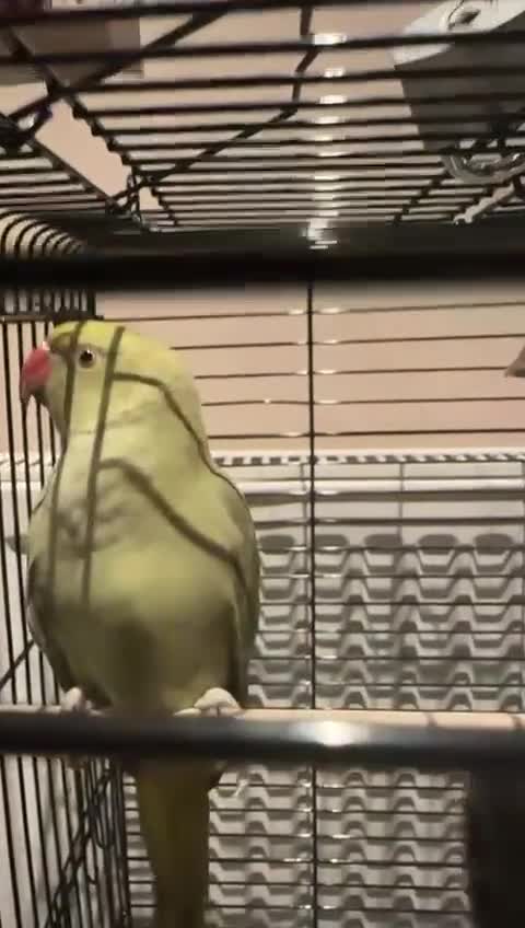 Parrots birds for sale: Mrs,. - Video 1