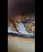 Mixed Breed dogs for sale: Staffy X Miniature Dachsund Puppies - Video 1