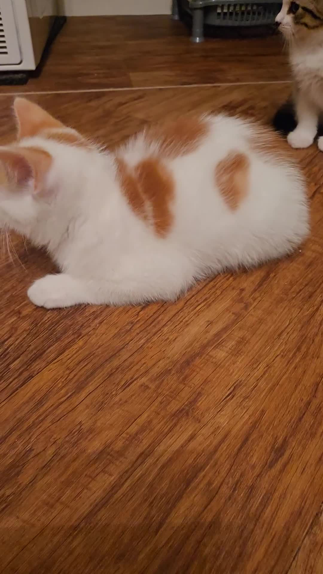 Mixed Breed cats for sale:  Blue eyes Flower pattern mark unique kitten  - Video 3