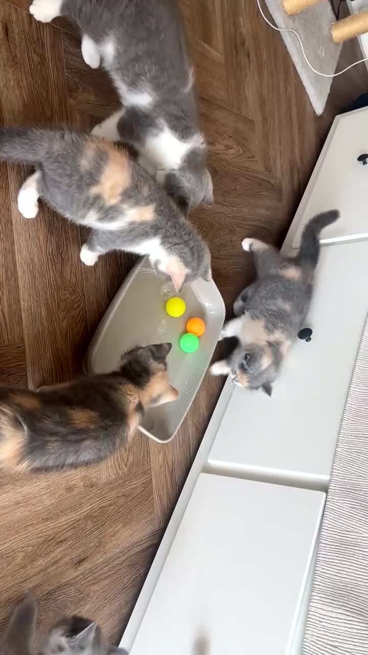 British Shorthair cats for sale: British Shorthair kittens, registered  - Video 1