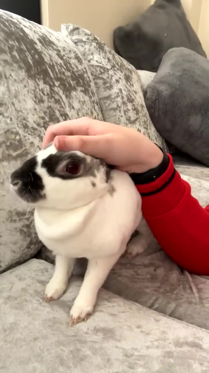 English Spot rabbits for sale: Female rabbit for sale  - Video 5