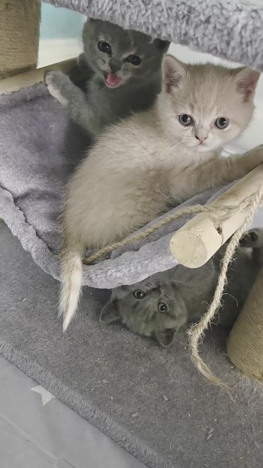 British Shorthair cats for sale: British shorthair kittens - Video 1