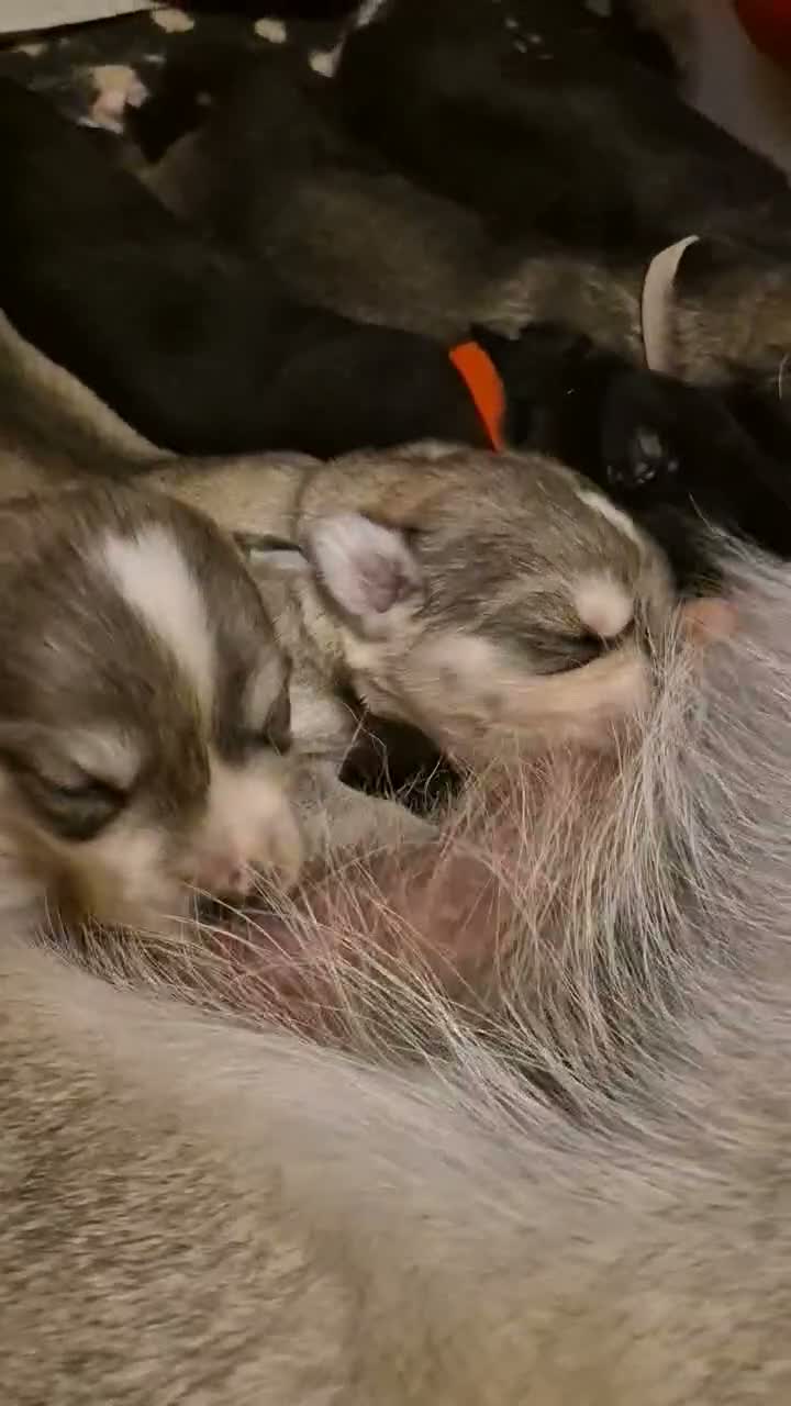 Mixed Breed dogs for sale: Golden Retriever x Husky Puppies Goberian in Northampton - Video 2