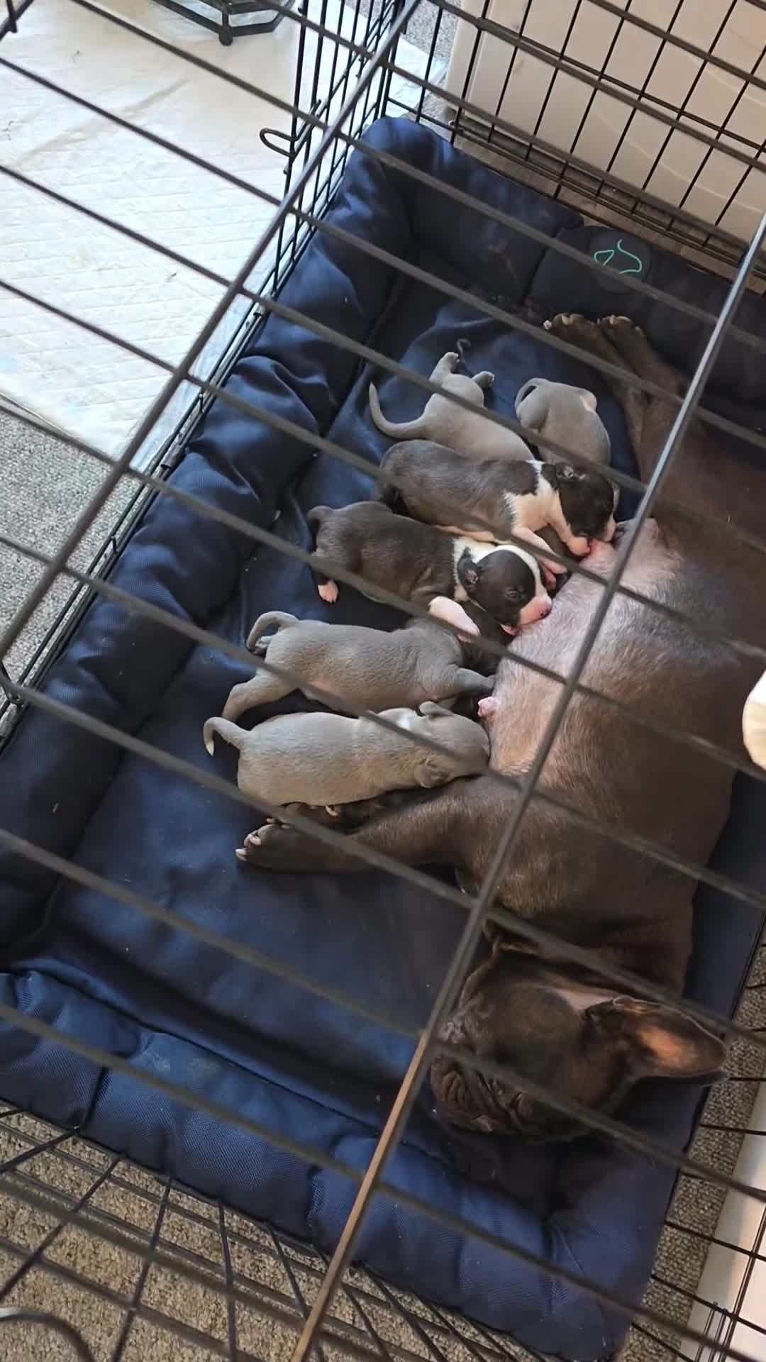 Mixed Breed dogs for sale: French bulldog x American staff - Video 1
