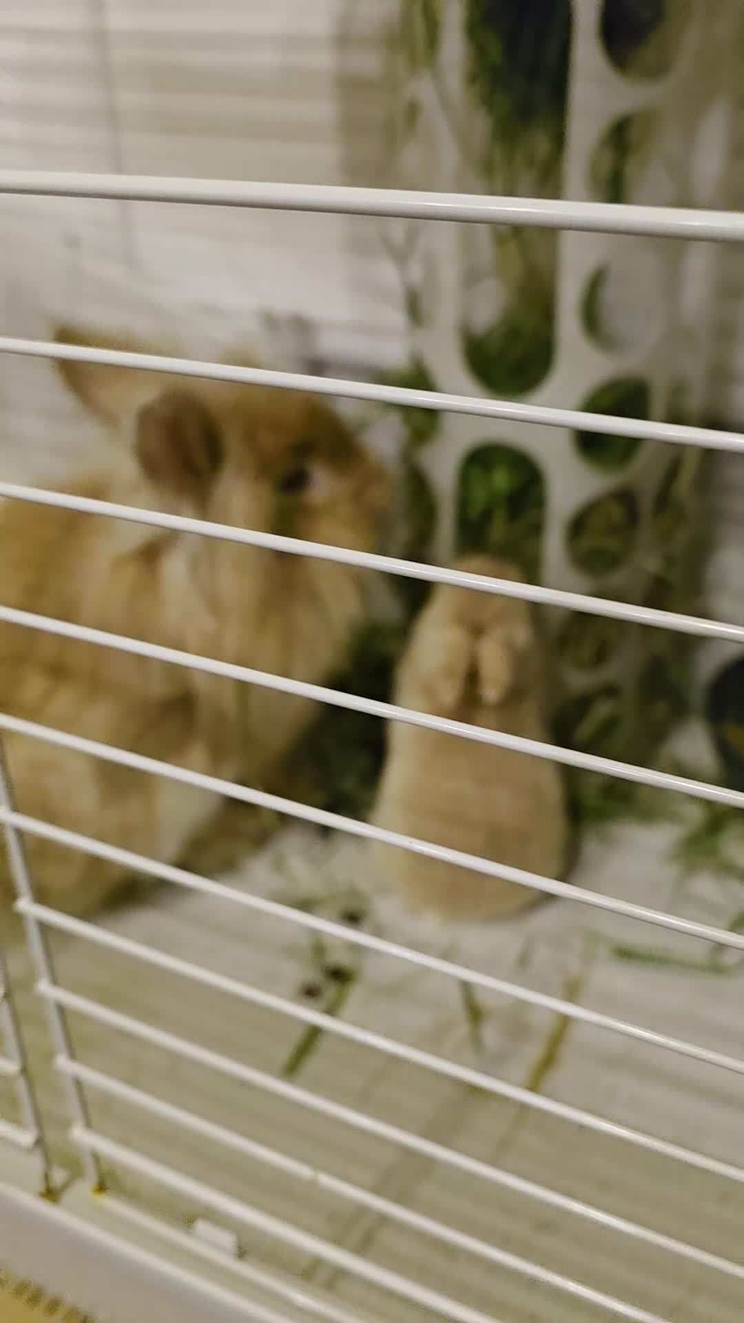Lionhead rabbits for sale: Mr.Babu in Manchester - Video 2