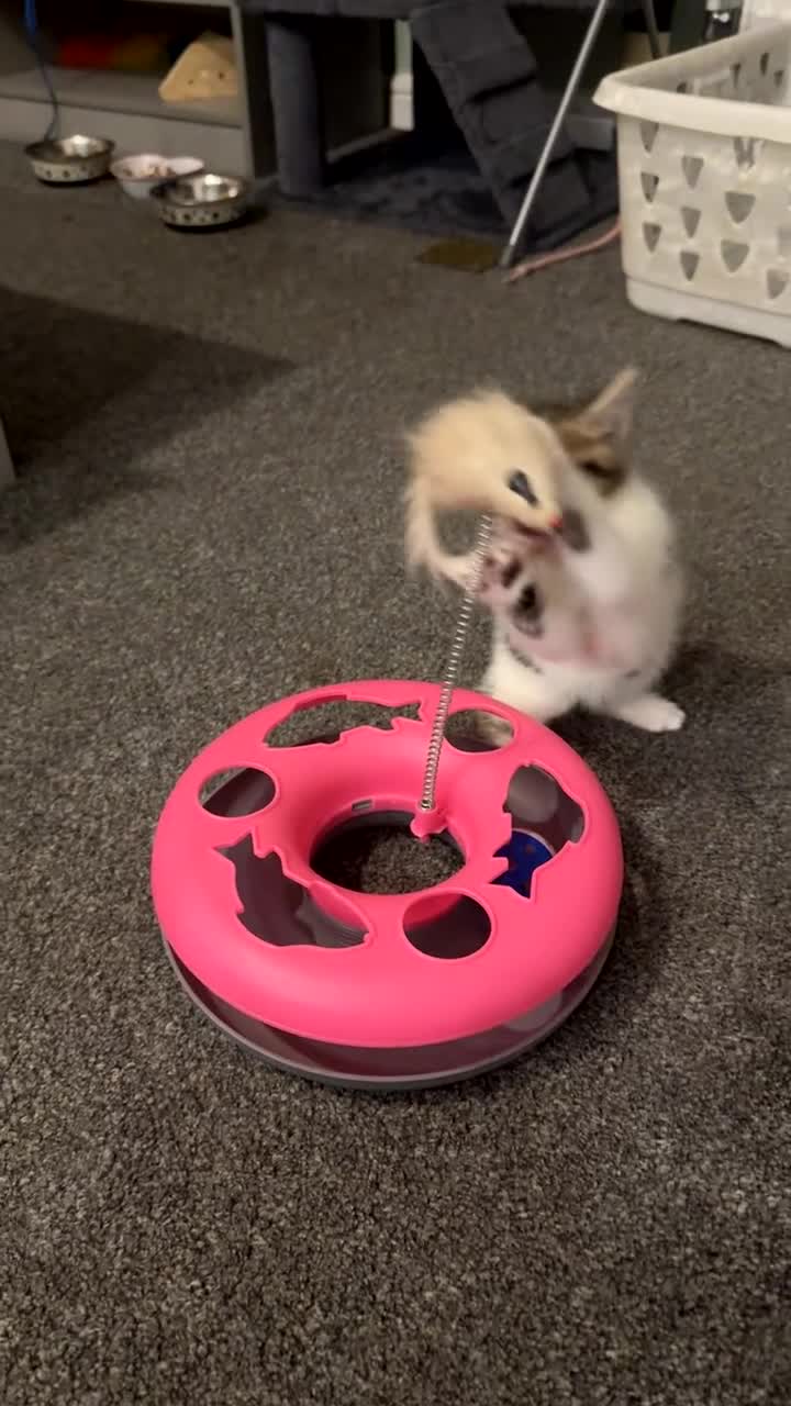 Mixed Breed cats for sale: 4 lovely kittens for sale - Video 2