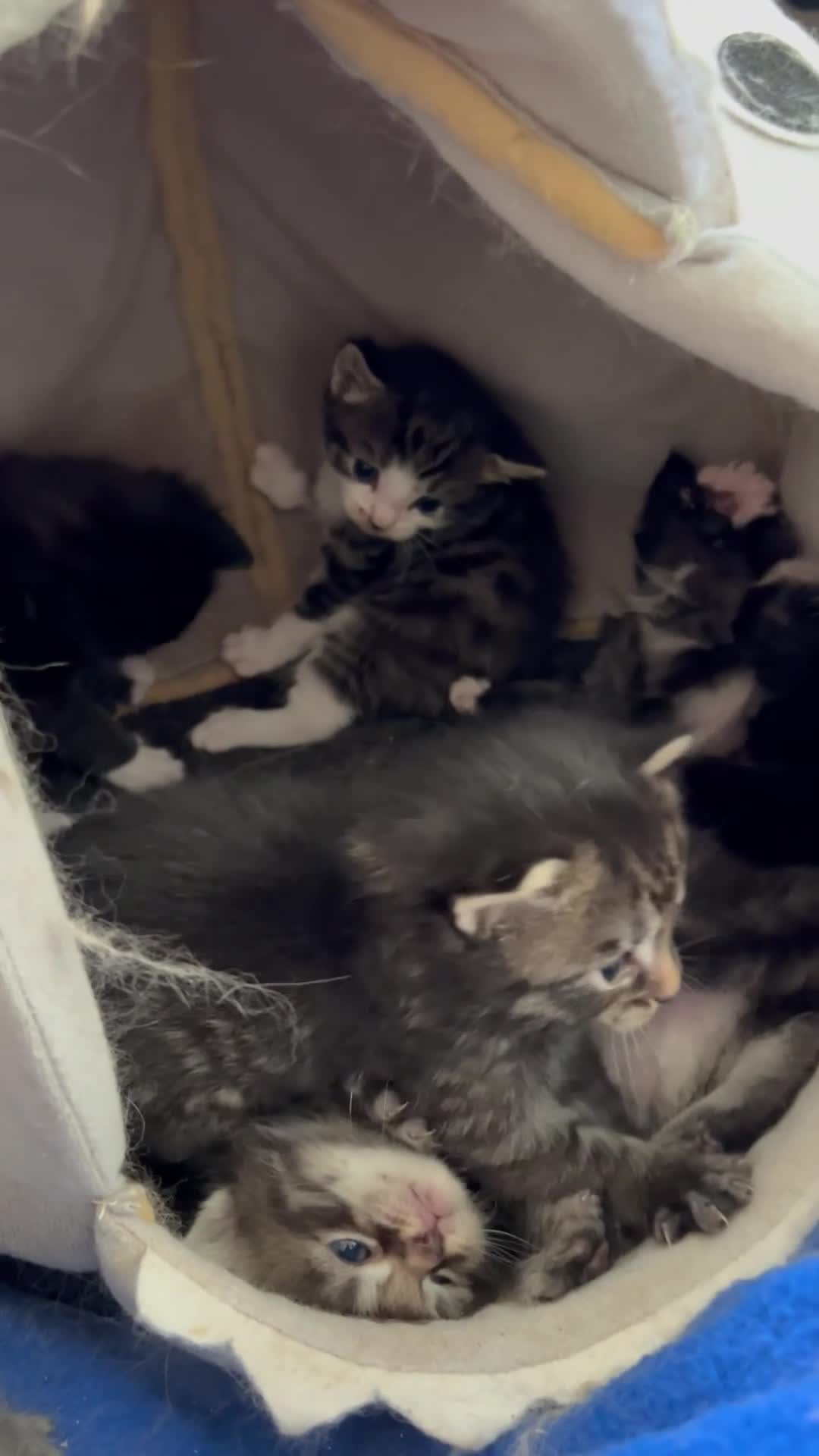 Ragcoon cats for sale: Ragcoons!  in Shepton Mallet - Video 1