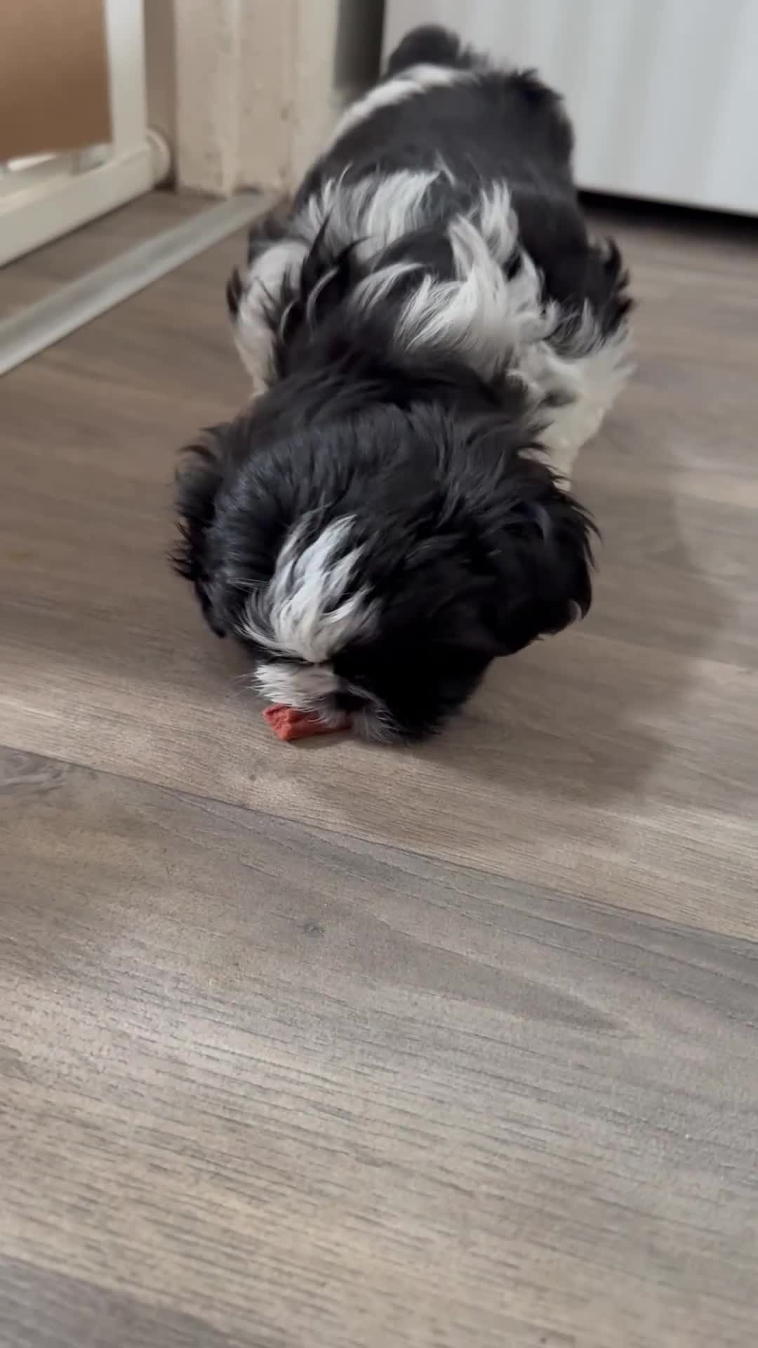 Shih Tzu dogs for sale: 3 beautiful Shih Tzu pups  - Video 2