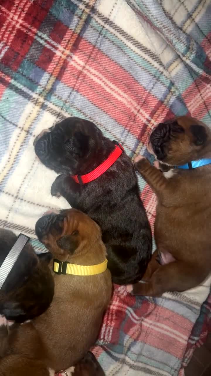 Boxer dogs for sale: Beautiful litter of 6 Pedigree Boxer Puppies  - Video 1