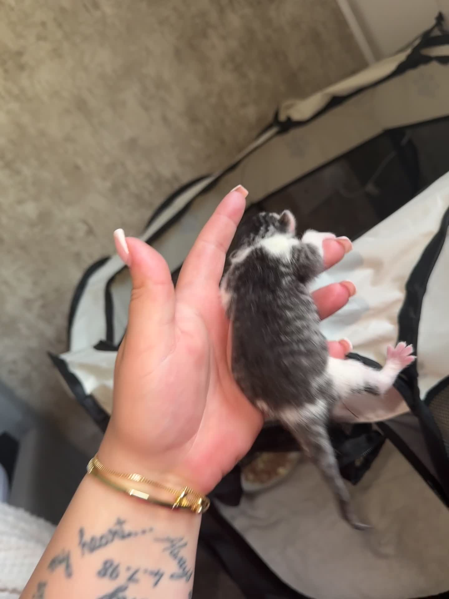 Mixed Breed cats for sale: Russian blue cross bengal tabby kittens - Video 5