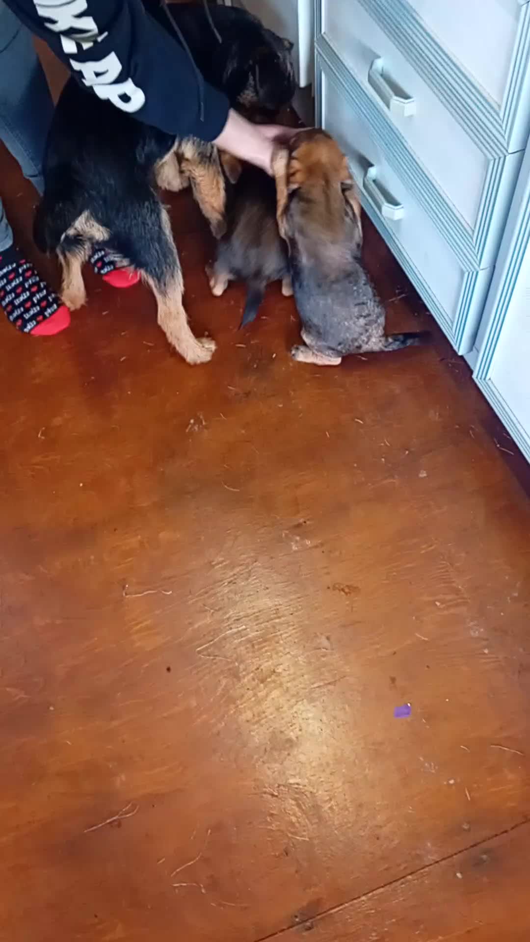 Border Terrier dogs for sale: Kc reg border terrier dog pups  - Video 1