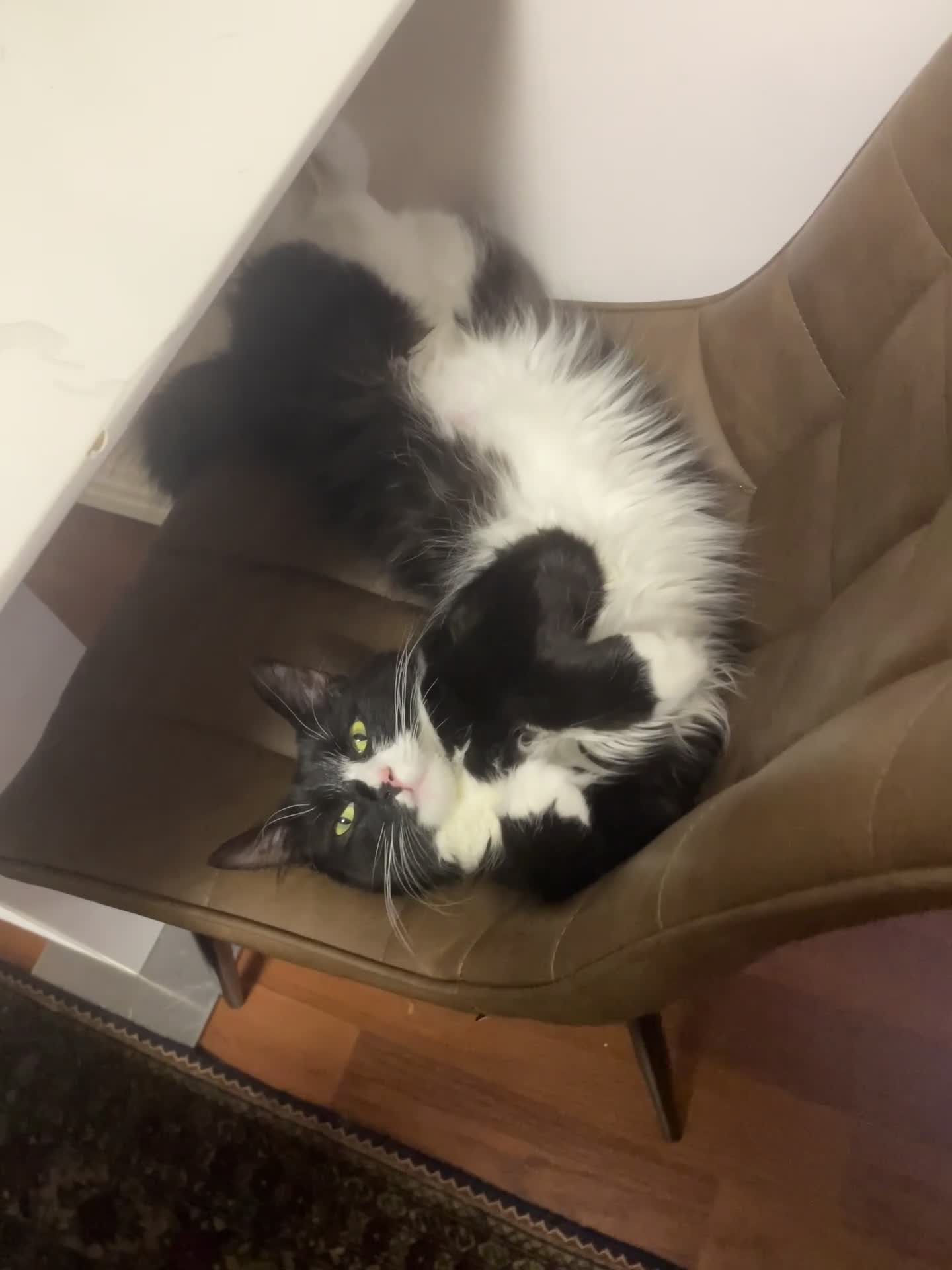 Mixed Breed cats for sale: Fluffy Bonded sisters ready for a loving home ❤️  - Video 4