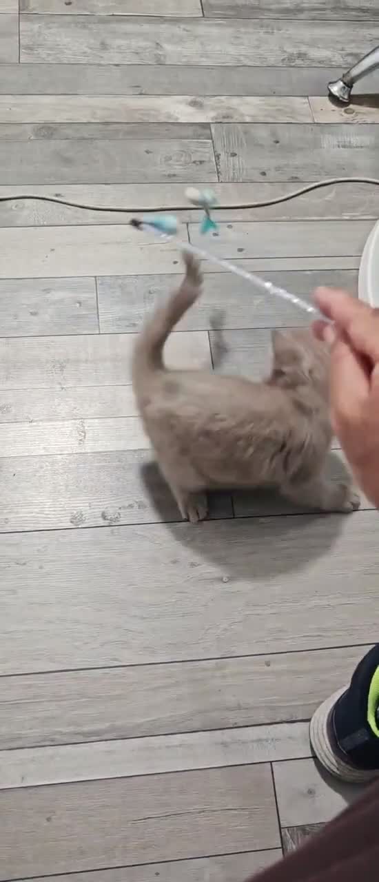 Mixed Breed cats for sale: Adorable Kittens –Ready for Their Forever Homes 🐾 - Video 4