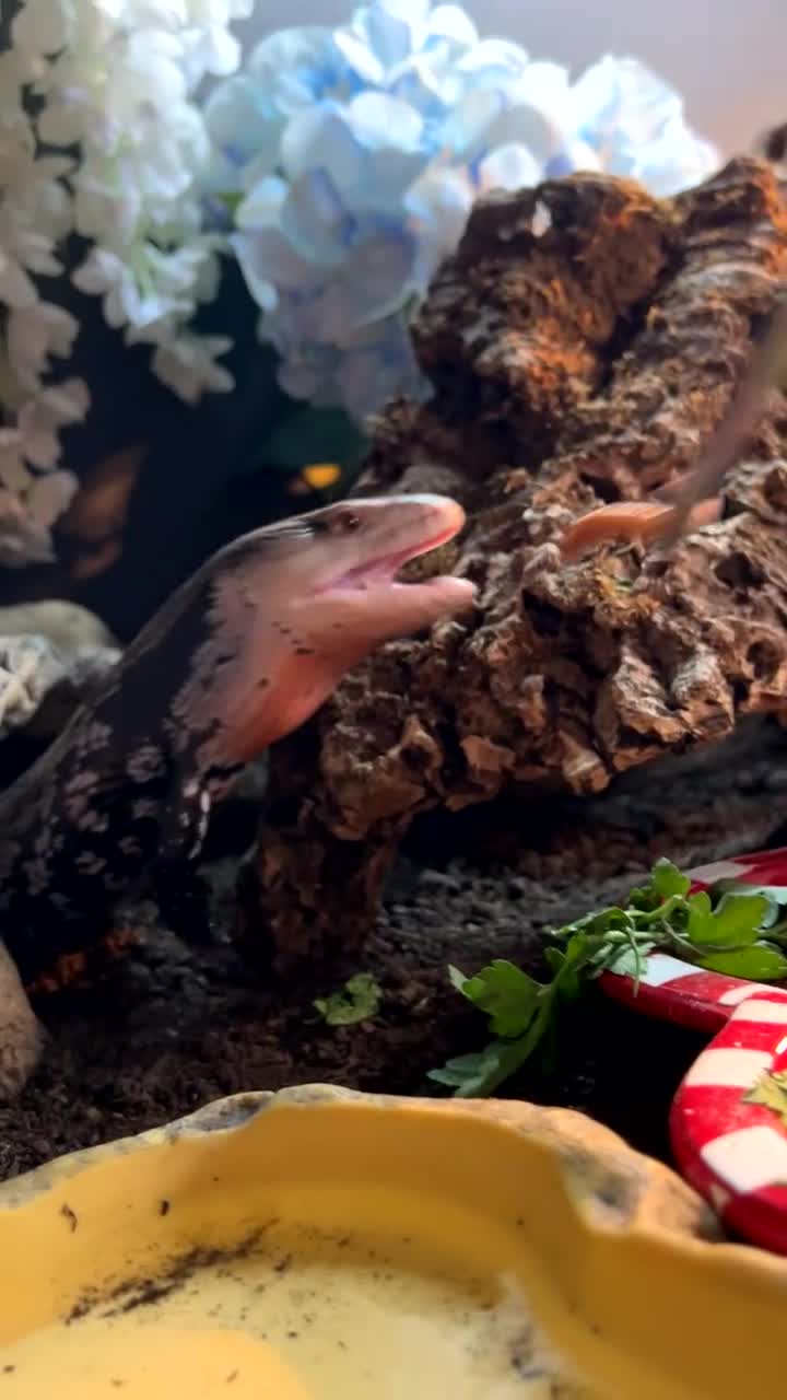 Frog reptiles for sale: Reptiles - Video 2