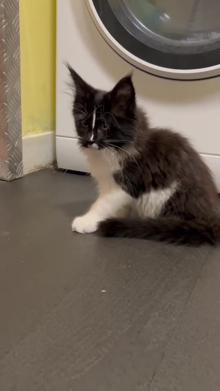 Maine Coon cats for sale: Tuxedo mainecoon champion bloodline  - Video 1