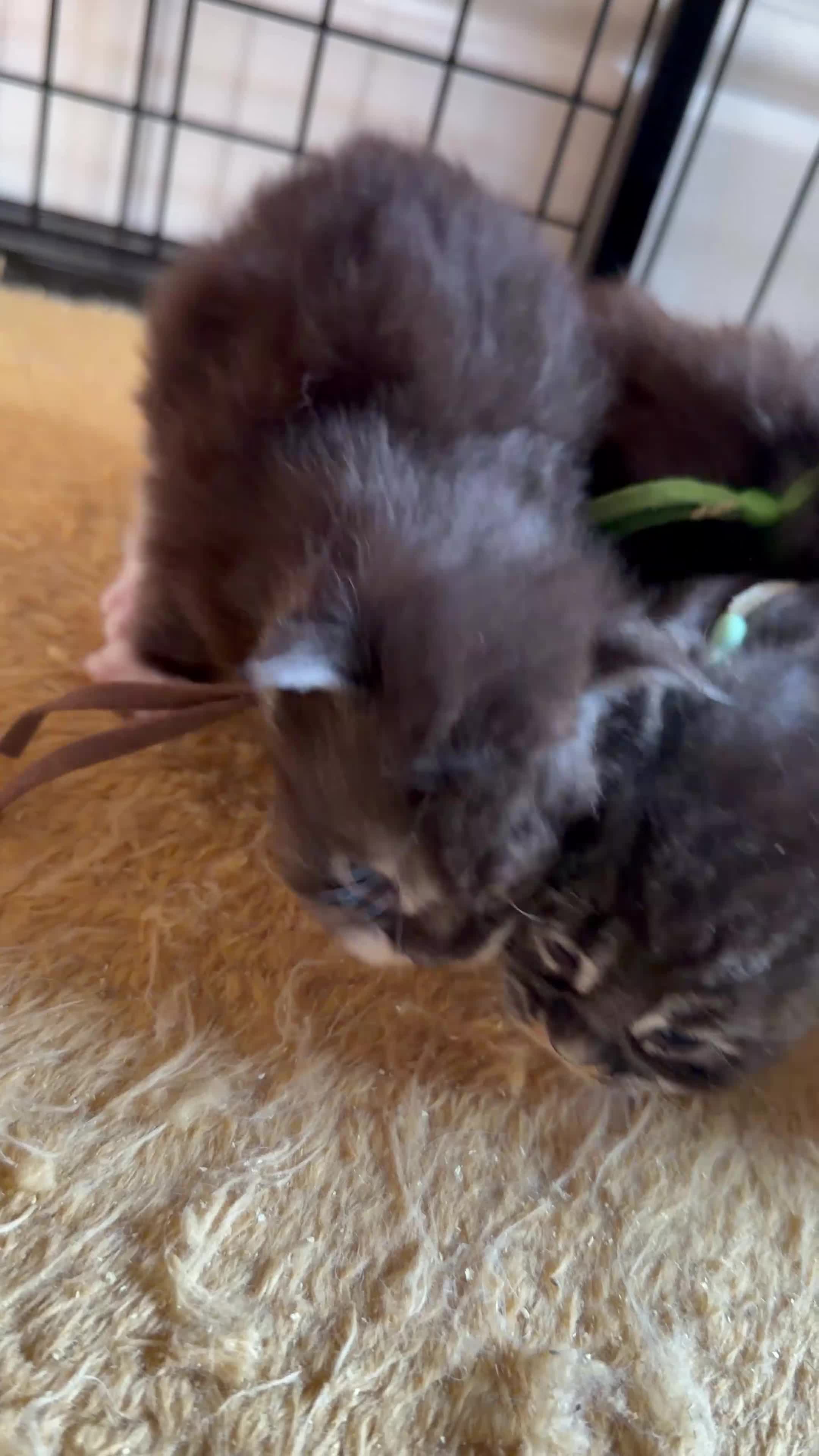 Maine Coon cats for sale: 6 Healthy Newly Born babies - Video 3