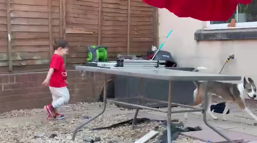 Mixed Breed dogs for sale: Beautiful Mixed breed female  - Video 3