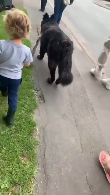 German Shepherd dogs for stud: Winston family protection dog  - Video 1