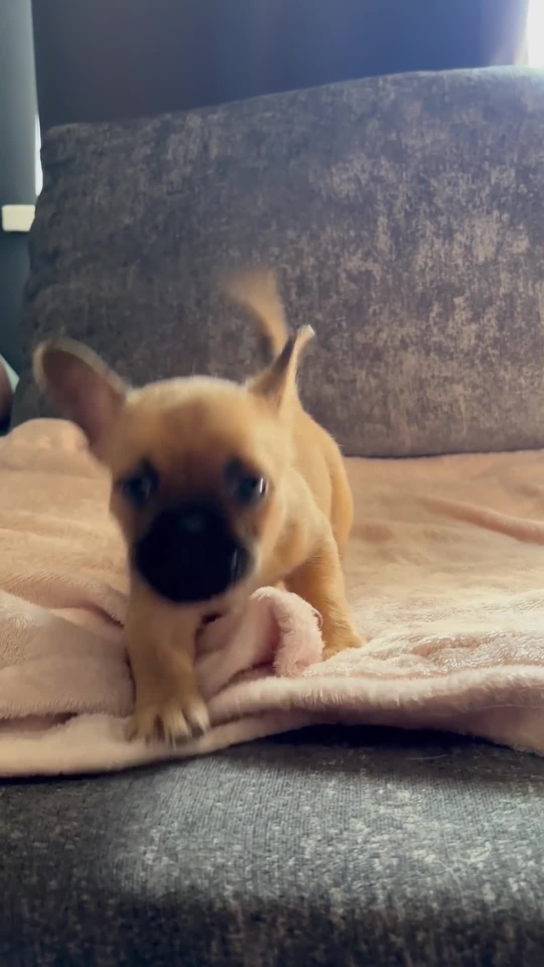 Mixed Breed dogs for sale: French bulldog x Shih Tzu puppies  in Nottingham - Video 1
