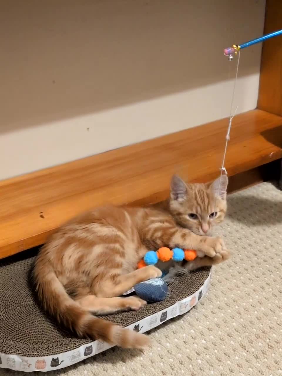 Mixed Breed cats for sale: Ginger kitten - Video 1