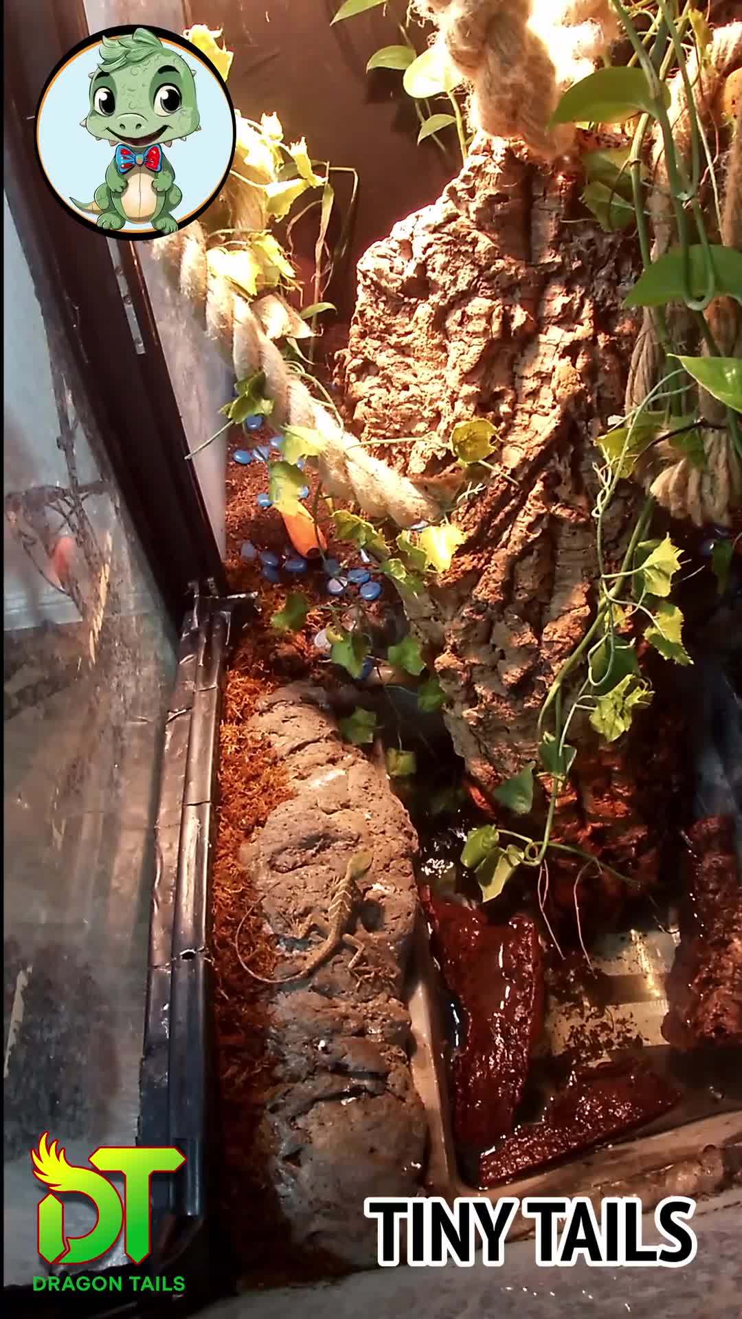 Dragon reptiles for sale: Water Dragon Hatchlings—Healthy,Active,Well Raised in London - Video 1