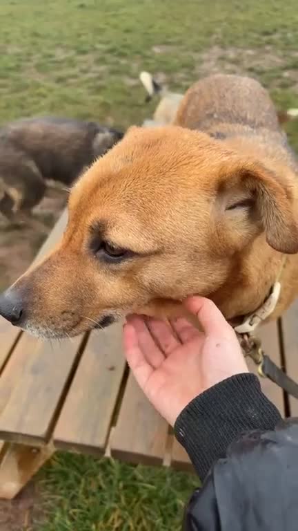 Mixed Breed dogs for adoption: 🧡 Delightful Duffy - once a shell of a dog 🧡 in Kidderminster - Video 1