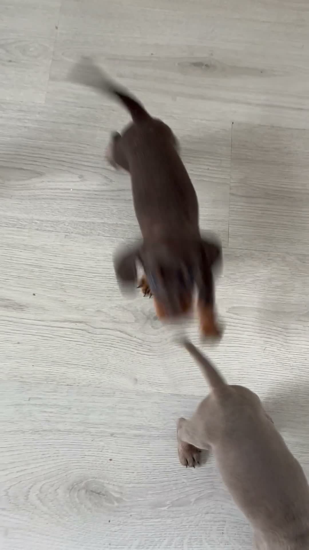 Miniature Dachshund dogs for sale: MINIATURE DACHSHUND PUPPIES FOR SALE - Video 1