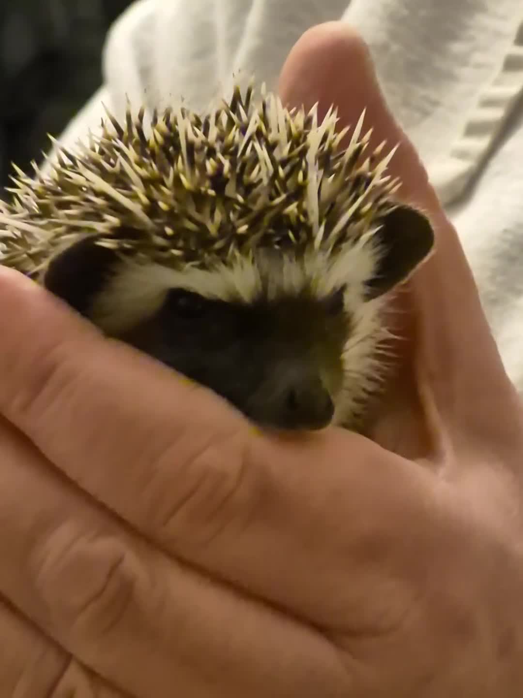 Pygmy Hedgehog rodents for sale: 2 Male Pygmy Hedgehog Babies - Video 2