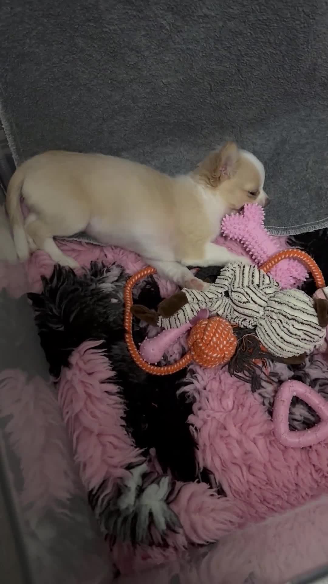 Chihuahua dogs for sale: Exquisite KC Apple Chihuahua Puppies - 1 left  - Video 1
