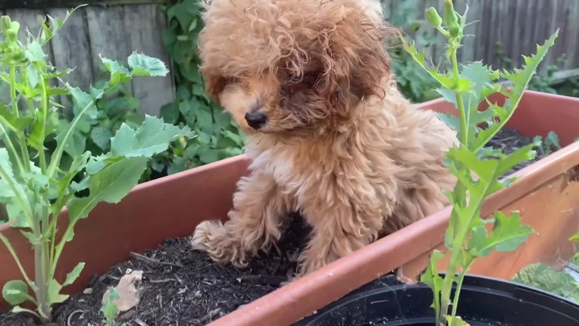 Maltipoo dogs for sale: RARE Asian teddy face maltipoo male puppy  **  - Video 2