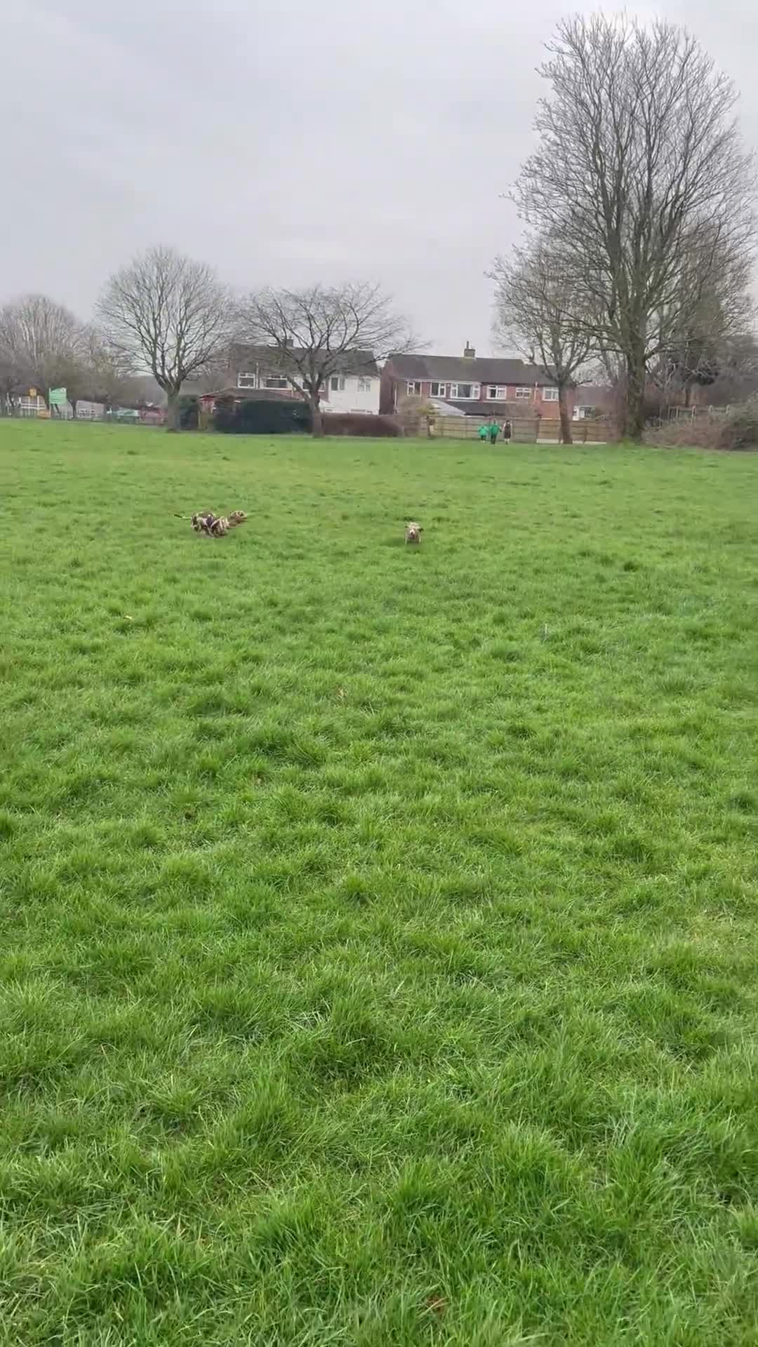 Miniature Dachshund dogs for sale: Male and female  - Video 1