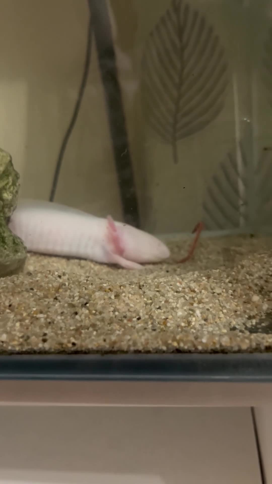 Axolotl reptiles for sale: 2 Adult male Axolotls and Full set up  - Video 3