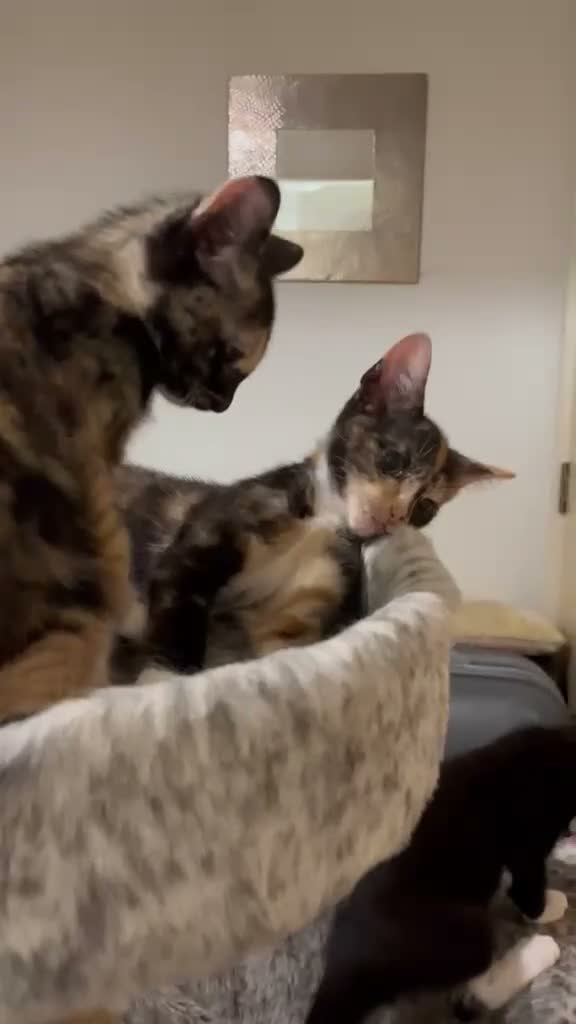 Mixed Breed cats for sale: 6 lovely female kittens.  - Video 1