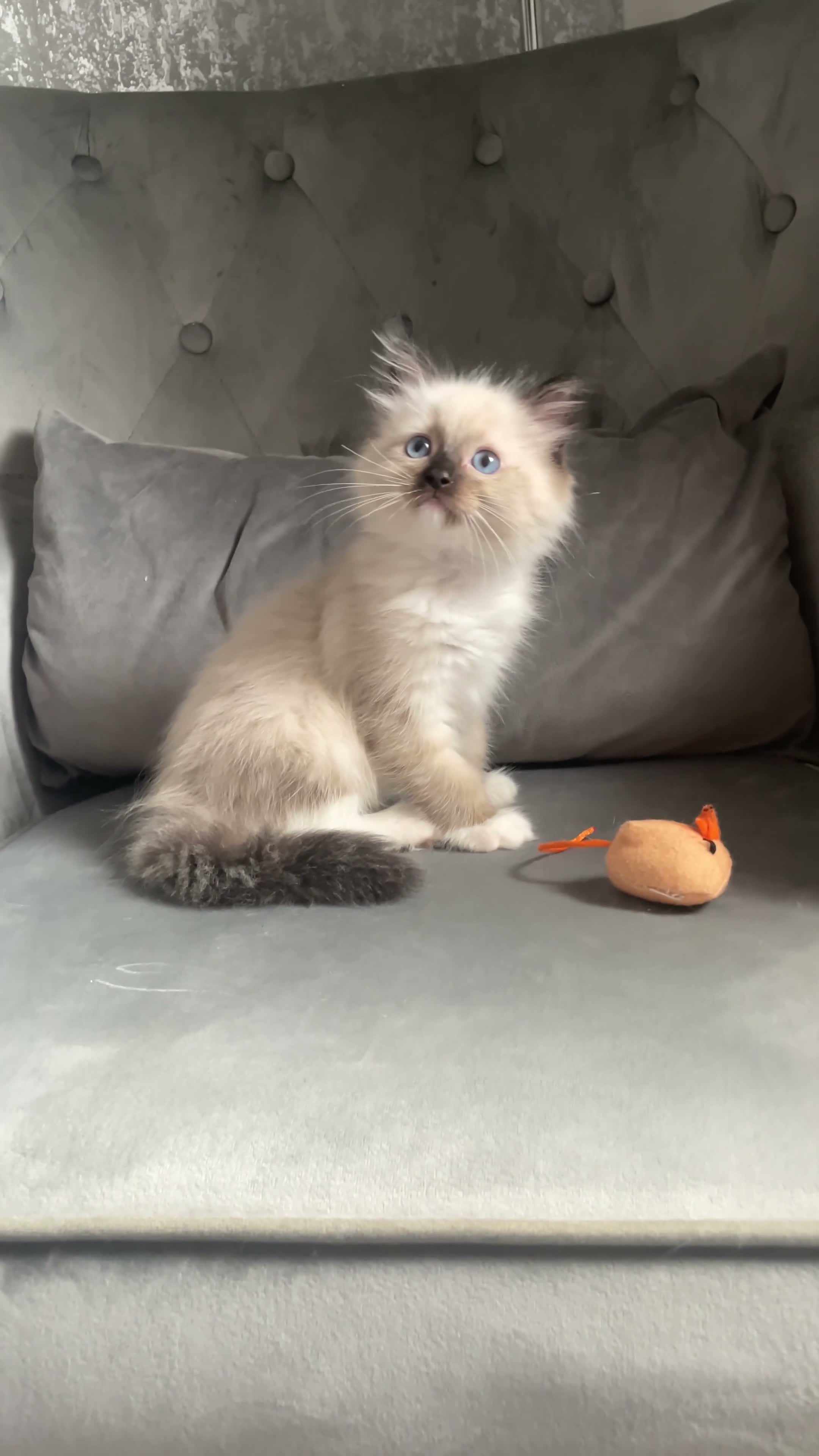 Ragdoll cats for sale: Ragdoll boy  - Video 1