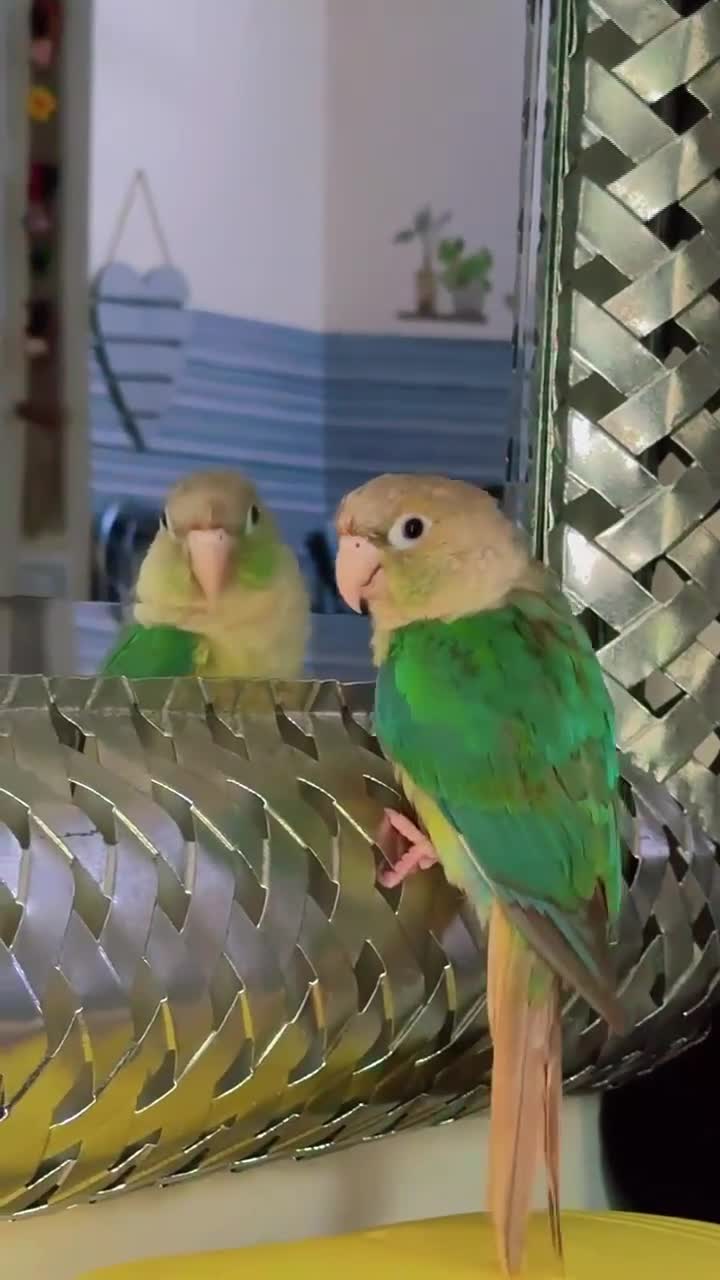 Conures birds for sale: Beautiful tame Baby Conure ❤️❤️❤️ - Video 1