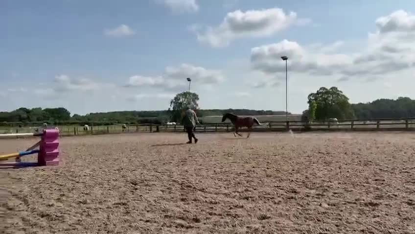 Welsh Section B horses for sale: Birkenbrook celebration - Charlie in Chesterfield - Video 1