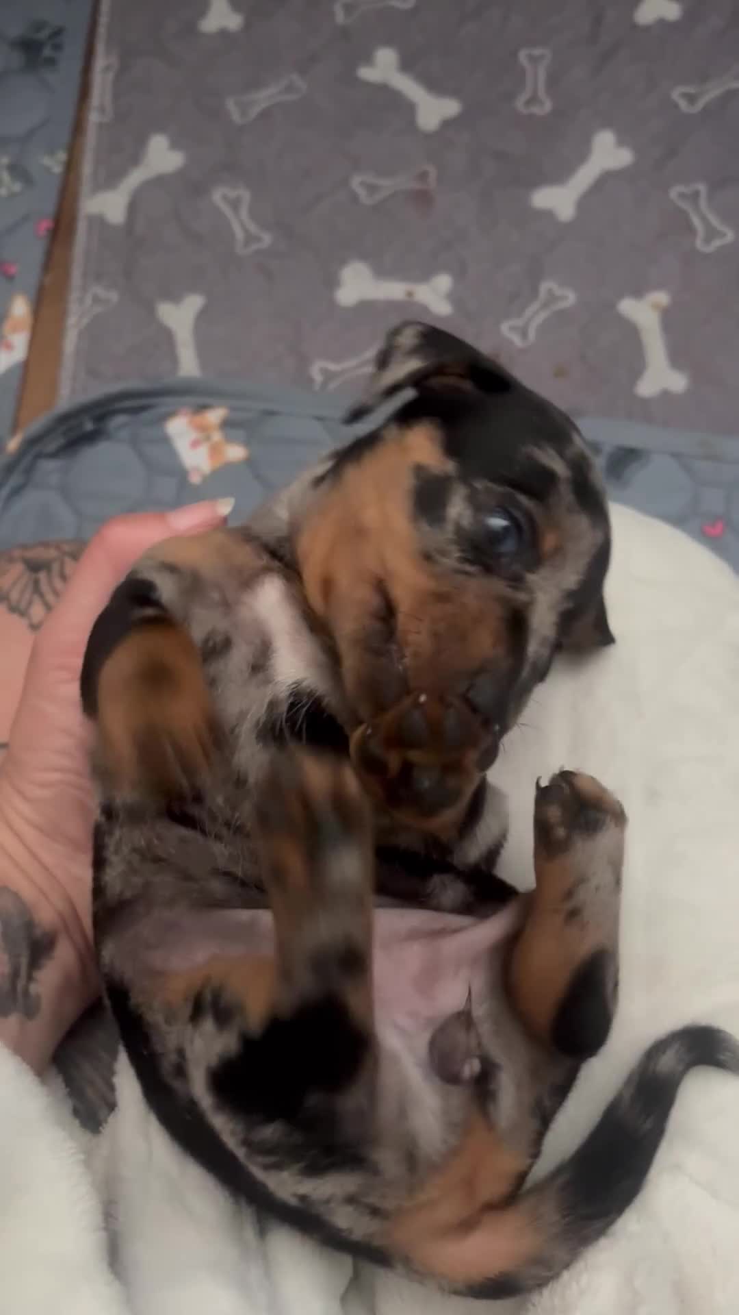 Miniature Dachshund dogs for sale: Venus is a mama to 5! - Video 3