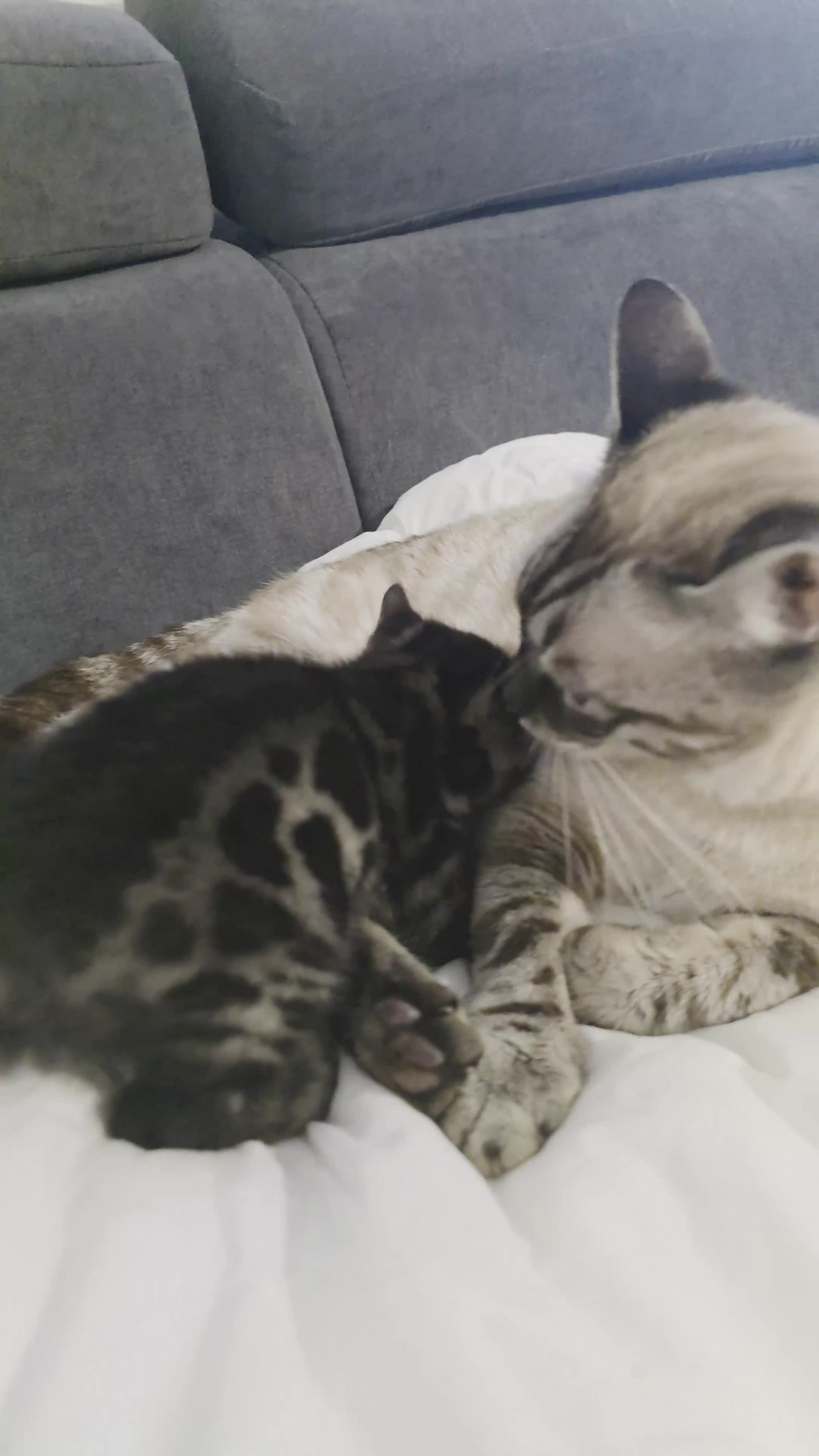 Bengal cats for sale: Double Charcoal DNA Tested Girl  - Video 1