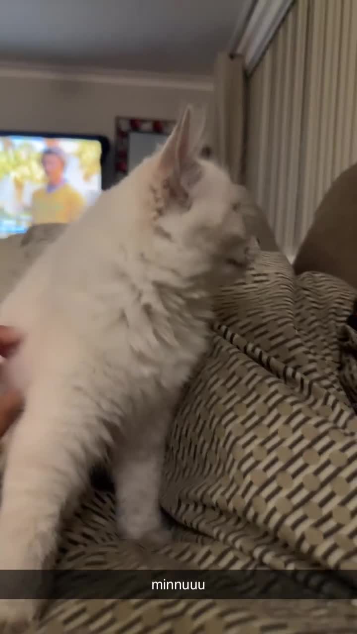 Ragdoll cats for sale: beautiful kitten left - Video 2