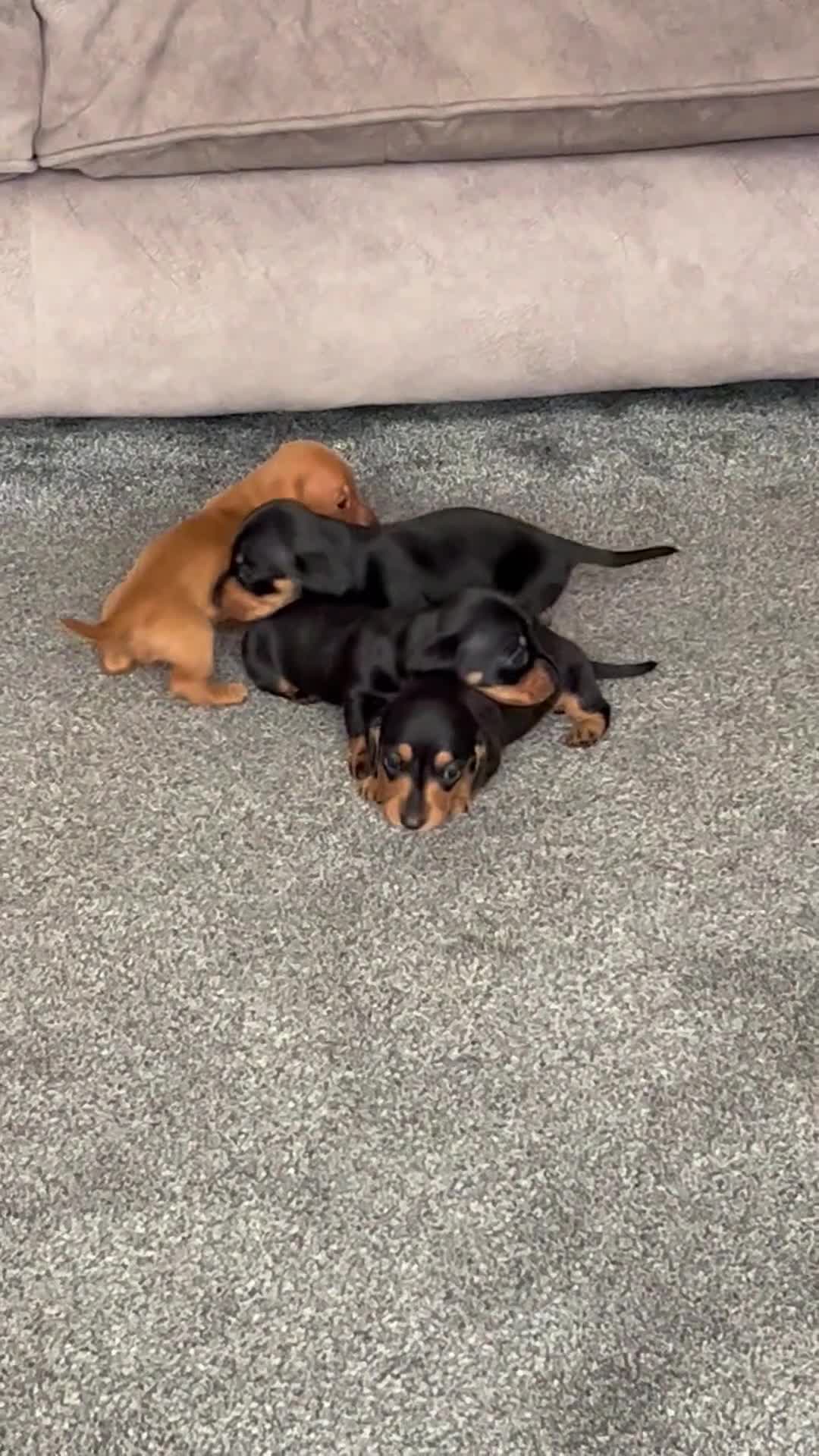Miniature Dachshund dogs for sale: Miniature Dachshund Puppies - Video 1