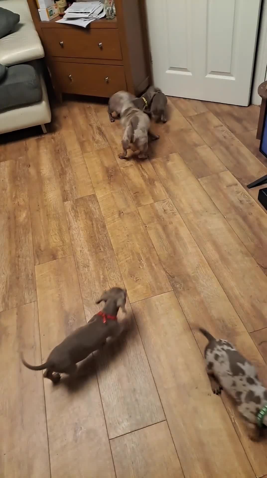 Dachshund dogs for sale: Beautiful Dachshund Puppies REDUCED  - Video 3