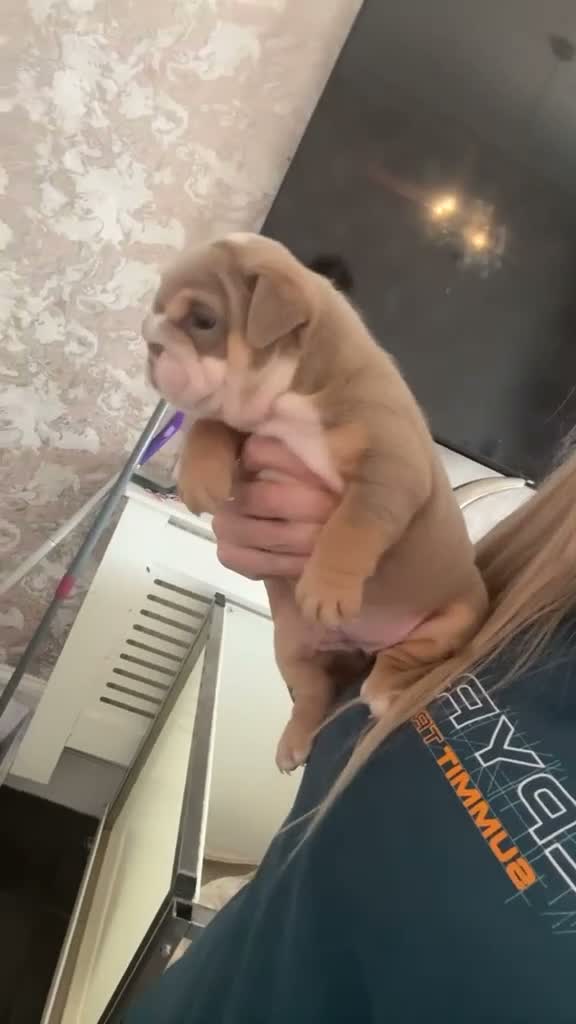English Bulldog dogs for sale: Beautiful British bull dog puppies in Birkenhead - Video 3