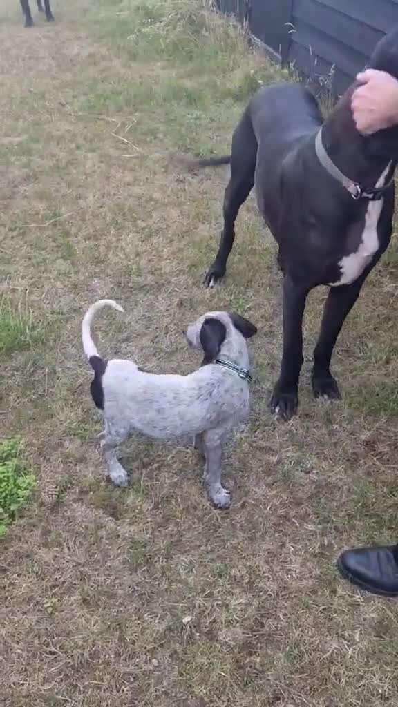 Mixed Breed dogs for adoption: Arlo 4 month old pointer cross puppy  - Video 1