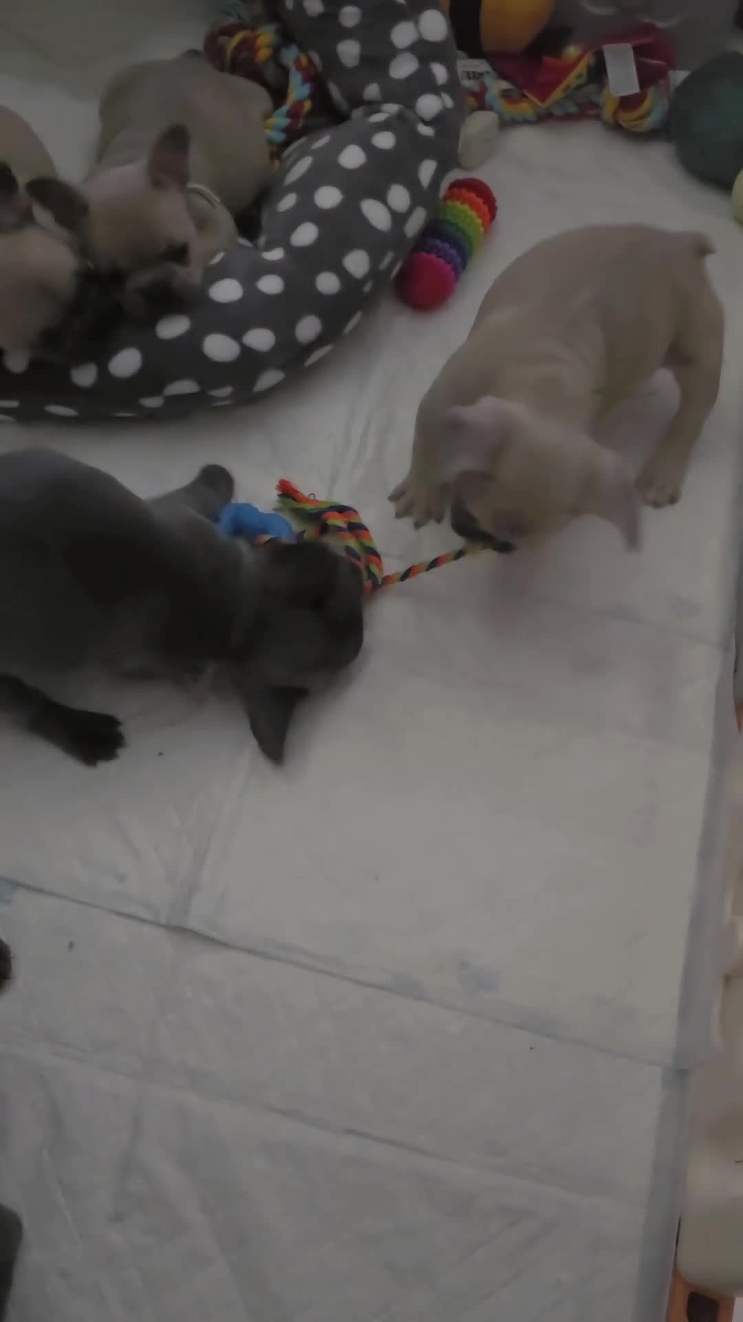 French Bulldog dogs for sale: Beautiful French bulldog puppies - Video 1