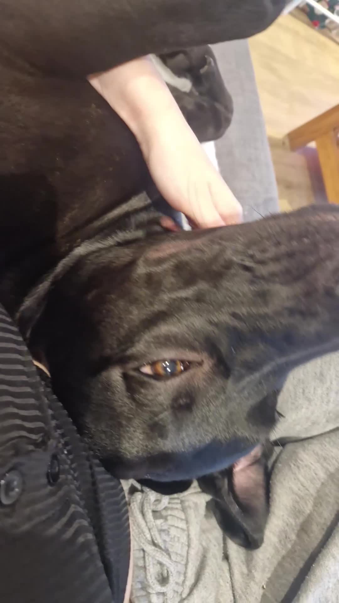 Mixed Breed dogs for sale: Django Cane corso X Greyhound  - Video 2