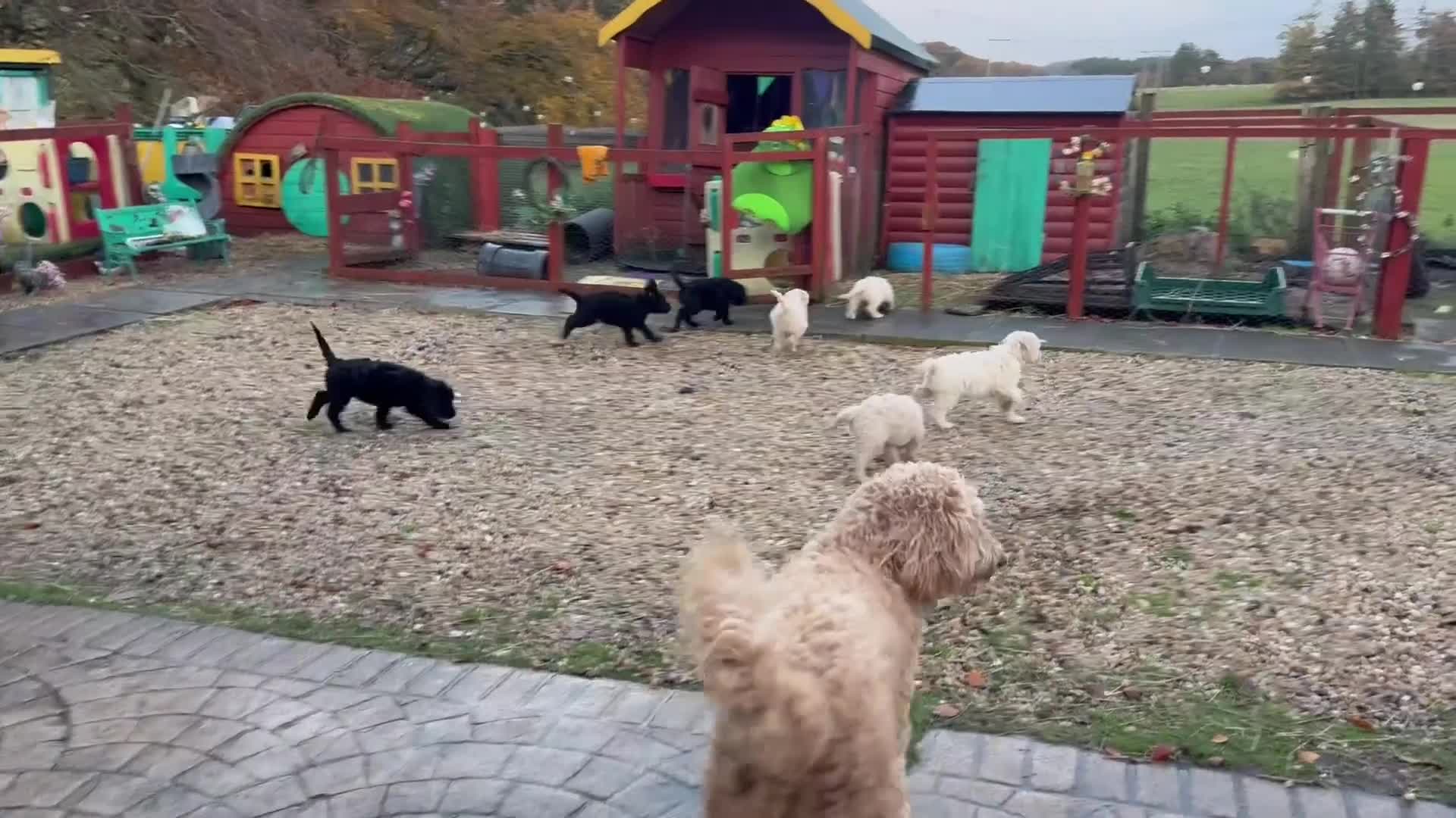 Goldendoodle dogs for sale: Golden doodle F1B stunning puppies  - Video 1