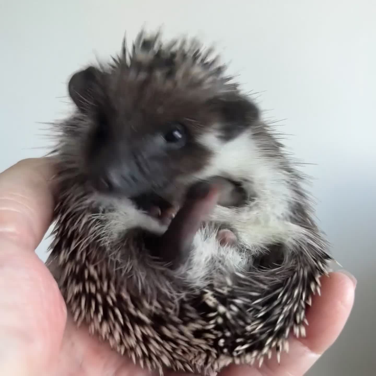 Pygmy Hedgehog rodents for sale: African Pygmy Hedgehog Ethnical breeding mixed - Video 1