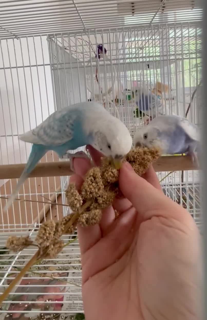 Budgerigars birds for sale: Beautiful Tame Budgies - Video 4