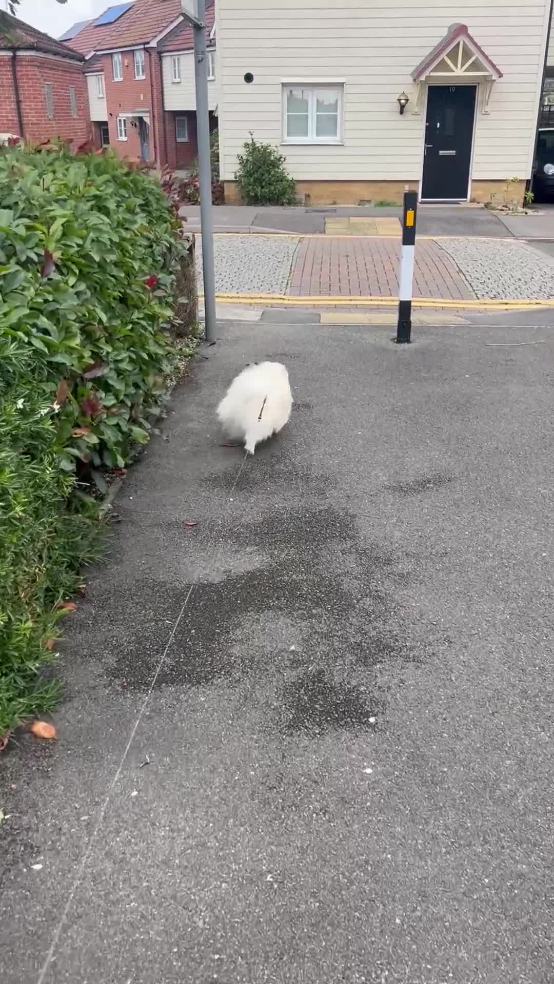 Pomeranian dogs for stud: Pomeranian Boy for Stud - Video 1